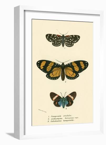 Butterflies-English School-Framed Giclee Print