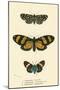 Butterflies-English School-Mounted Giclee Print