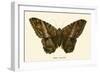 Butterflies-English School-Framed Giclee Print