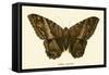 Butterflies-English School-Framed Stretched Canvas