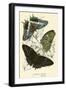 Butterflies-English School-Framed Giclee Print