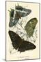 Butterflies-English School-Mounted Giclee Print