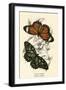 Butterflies-English School-Framed Giclee Print