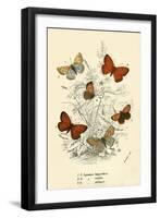 Butterflies-English School-Framed Premium Giclee Print