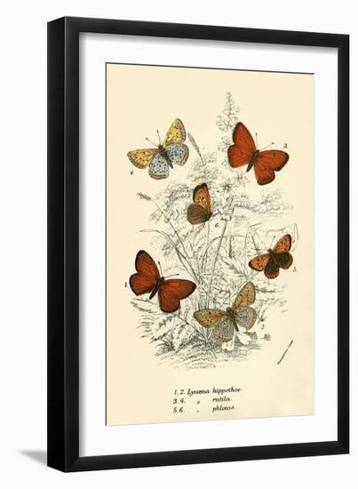 Butterflies-English School-Framed Premium Giclee Print