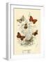 Butterflies-English School-Framed Premium Giclee Print