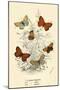 Butterflies-English School-Mounted Premium Giclee Print