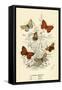 Butterflies-English School-Framed Stretched Canvas