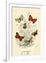 Butterflies-English School-Framed Giclee Print