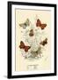 Butterflies-English School-Framed Giclee Print