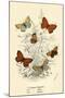 Butterflies-English School-Mounted Giclee Print