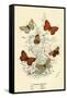 Butterflies-English School-Framed Stretched Canvas