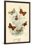 Butterflies-English School-Framed Giclee Print