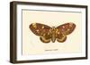 Butterflies-English School-Framed Giclee Print