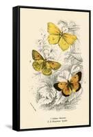 Butterflies-English School-Framed Stretched Canvas