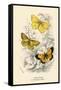 Butterflies-English School-Framed Stretched Canvas