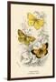 Butterflies-English School-Framed Giclee Print