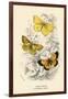 Butterflies-English School-Framed Giclee Print