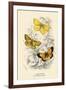 Butterflies-English School-Framed Giclee Print