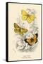 Butterflies-English School-Framed Stretched Canvas