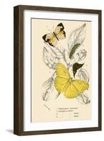 Butterflies-English School-Framed Giclee Print