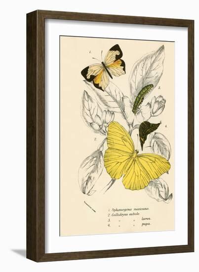 Butterflies-English School-Framed Giclee Print