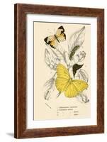 Butterflies-English School-Framed Giclee Print