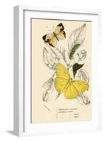 Butterflies-English School-Framed Giclee Print