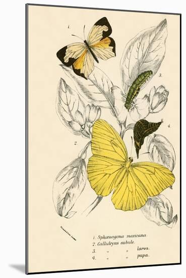 Butterflies-English School-Mounted Giclee Print