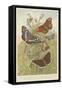 Butterflies-null-Framed Stretched Canvas