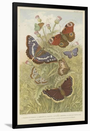 Butterflies-null-Framed Giclee Print