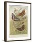 Butterflies-null-Framed Giclee Print