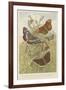 Butterflies-null-Framed Giclee Print