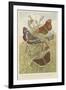 Butterflies-null-Framed Giclee Print