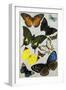 Butterflies-null-Framed Giclee Print