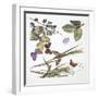 Butterflies-null-Framed Giclee Print