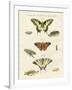 Butterflies-null-Framed Giclee Print