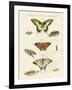 Butterflies-null-Framed Giclee Print