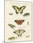 Butterflies-null-Mounted Giclee Print