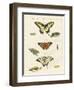 Butterflies-null-Framed Giclee Print