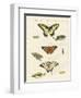 Butterflies-null-Framed Giclee Print