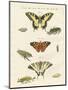 Butterflies-null-Mounted Giclee Print