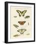 Butterflies-null-Framed Giclee Print