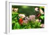 Butterfly 11-Robert Goldwitz-Framed Photographic Print