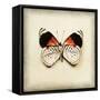 Butterfly 12-Amy Melious-Framed Stretched Canvas