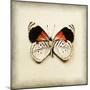 Butterfly 12-Amy Melious-Mounted Art Print