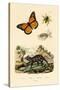 Butterfly, 1833-39-null-Stretched Canvas