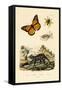 Butterfly, 1833-39-null-Framed Stretched Canvas