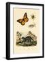 Butterfly, 1833-39-null-Framed Giclee Print