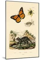 Butterfly, 1833-39-null-Mounted Giclee Print